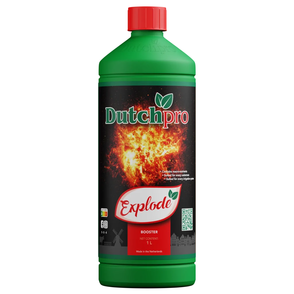 Explode Dutch Pro