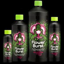 Flower Burst Buddhas Tree